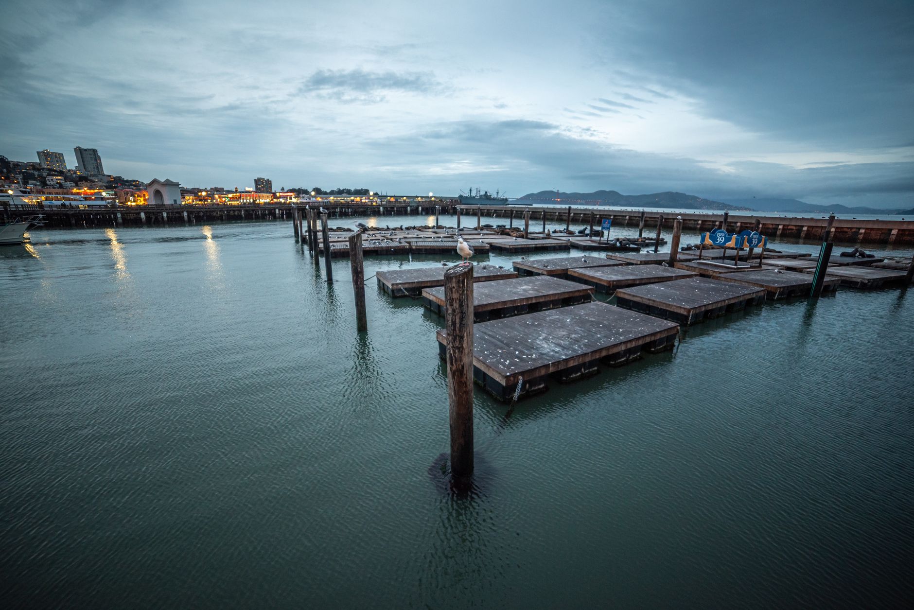 A tranquil view of San Francisco marina with floating docks and a seagull at dusk.